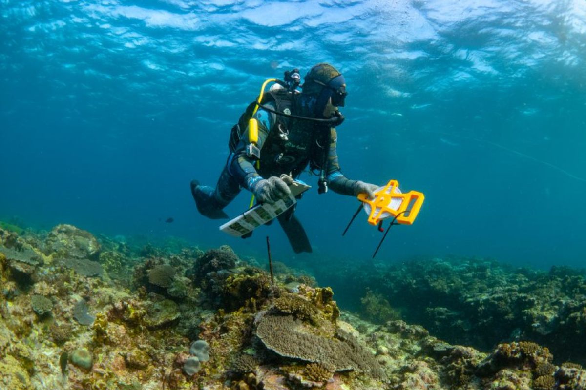 Ilmuwan Identifikasi 2 Spesies Baru dari Laut Dalam Australia Barat