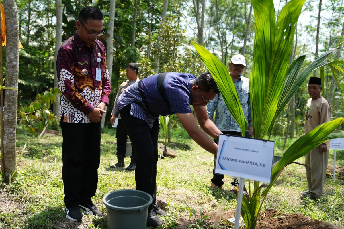 Wabup Sleman melakukan penanaman pohon kelapa hibrida di lereng Gunung Merapi