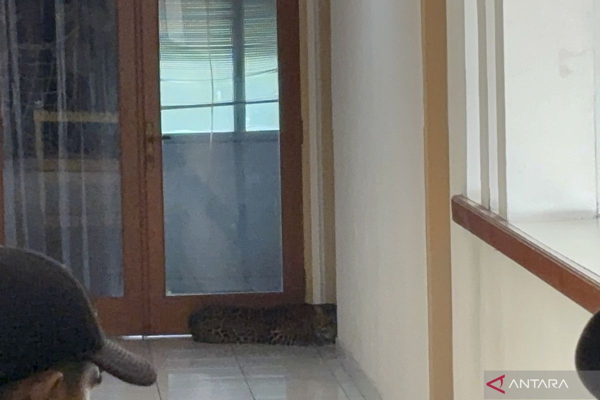 Leopard loose in Bandung hotel, safely evacuated by authorities