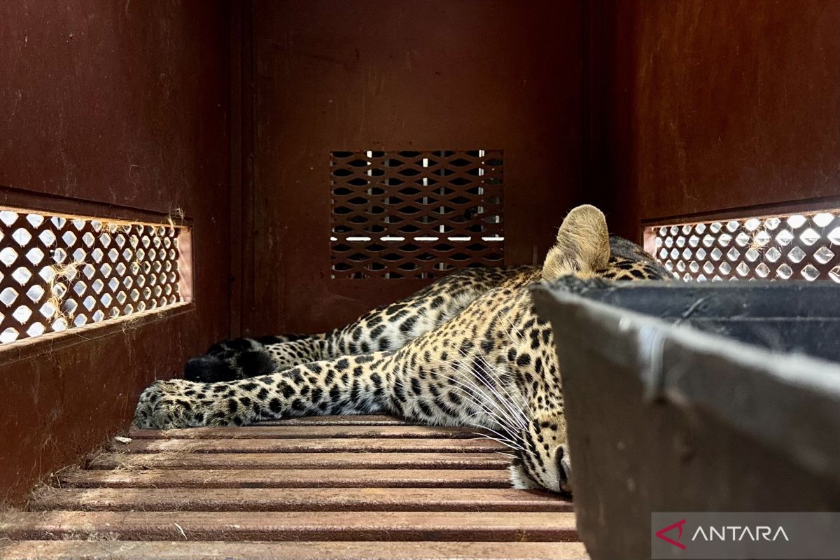 BBKSDA: Macan tutul masuk hotel belum dipastikan dari Lembang Park Zoo