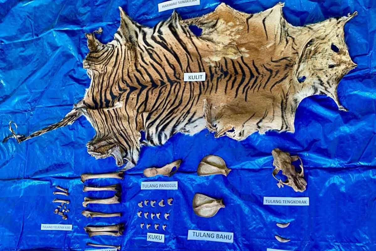 Polda Aceh tangkap pelaku perdagangan kulit harimau