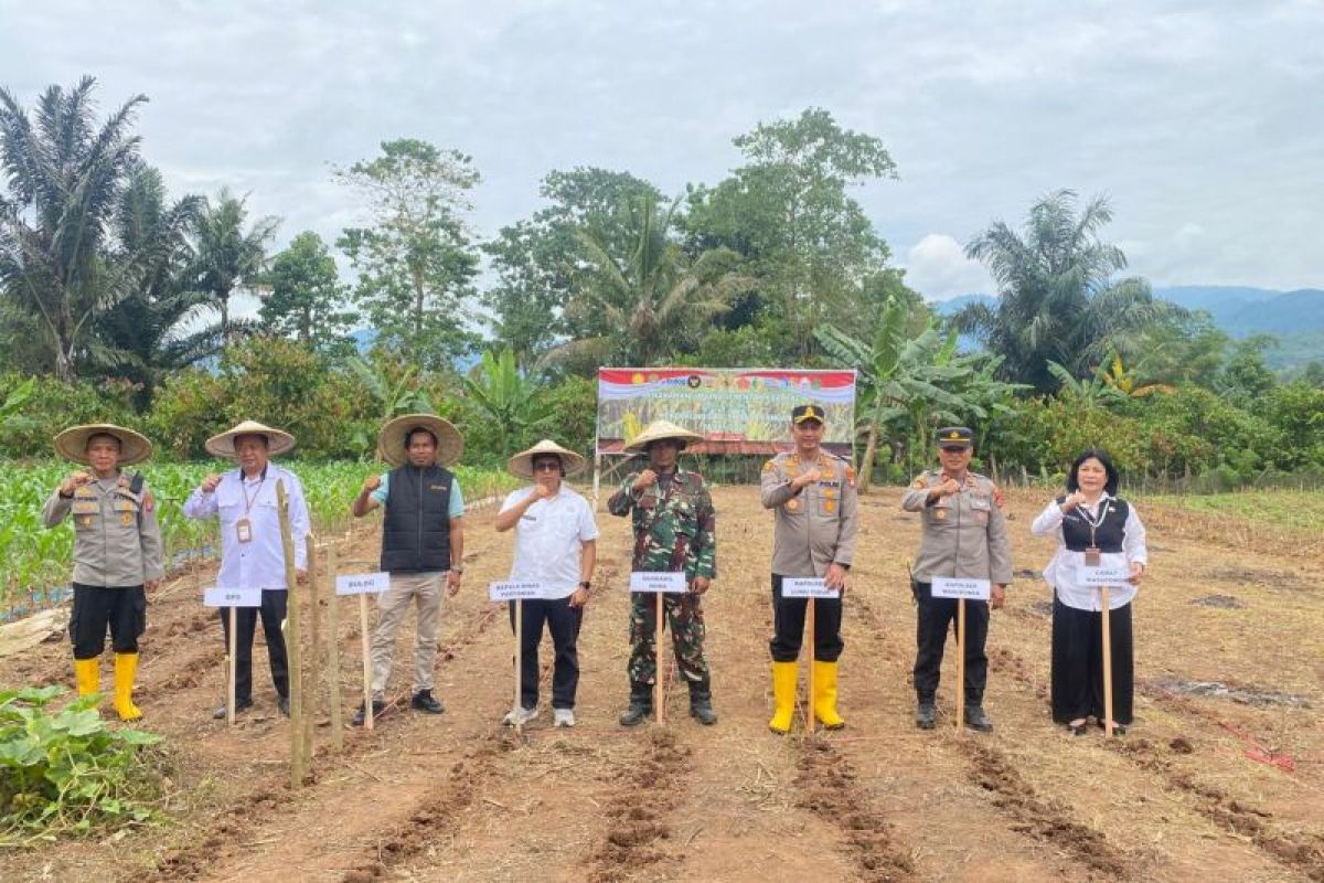Bulog Palopo dan Polres Lutim tanam jagung serentak dukung swasembada pangan