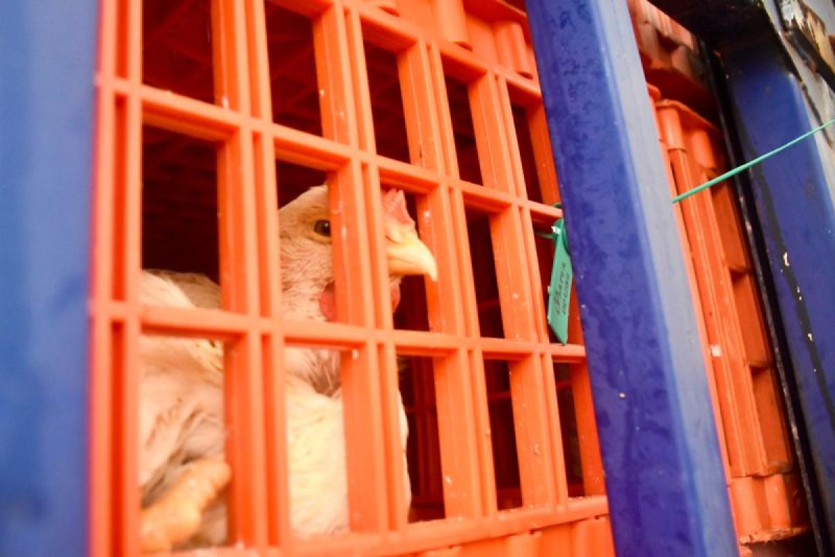 Indonesia ekspor lagi ayam hidup ke Singapura senilai Rp1,8 miliar