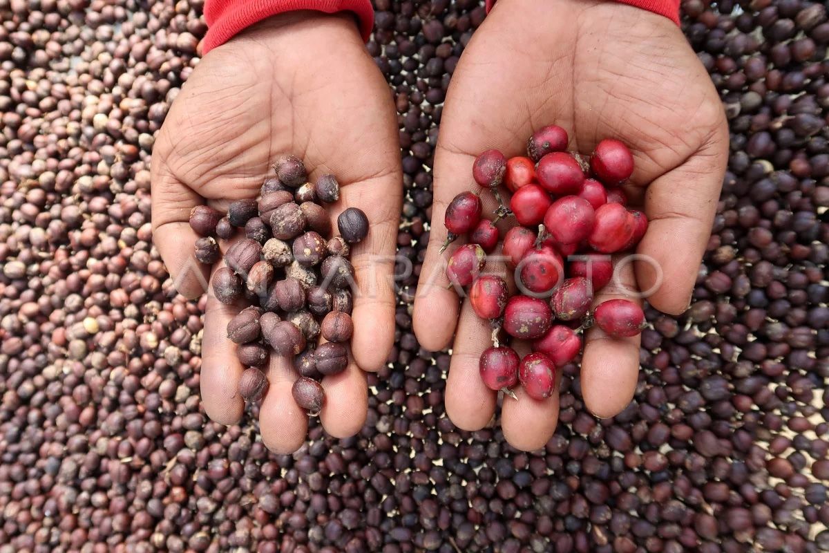 Indonesia exports 206,700 tons of coffee in first half of 2025