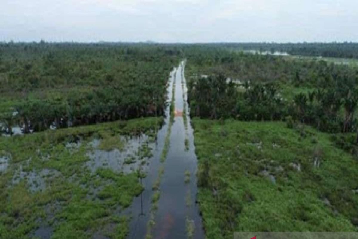 Masyarakat Adat Dayak Sunge Samak menghadapi krisis gambut dan ruang hidup