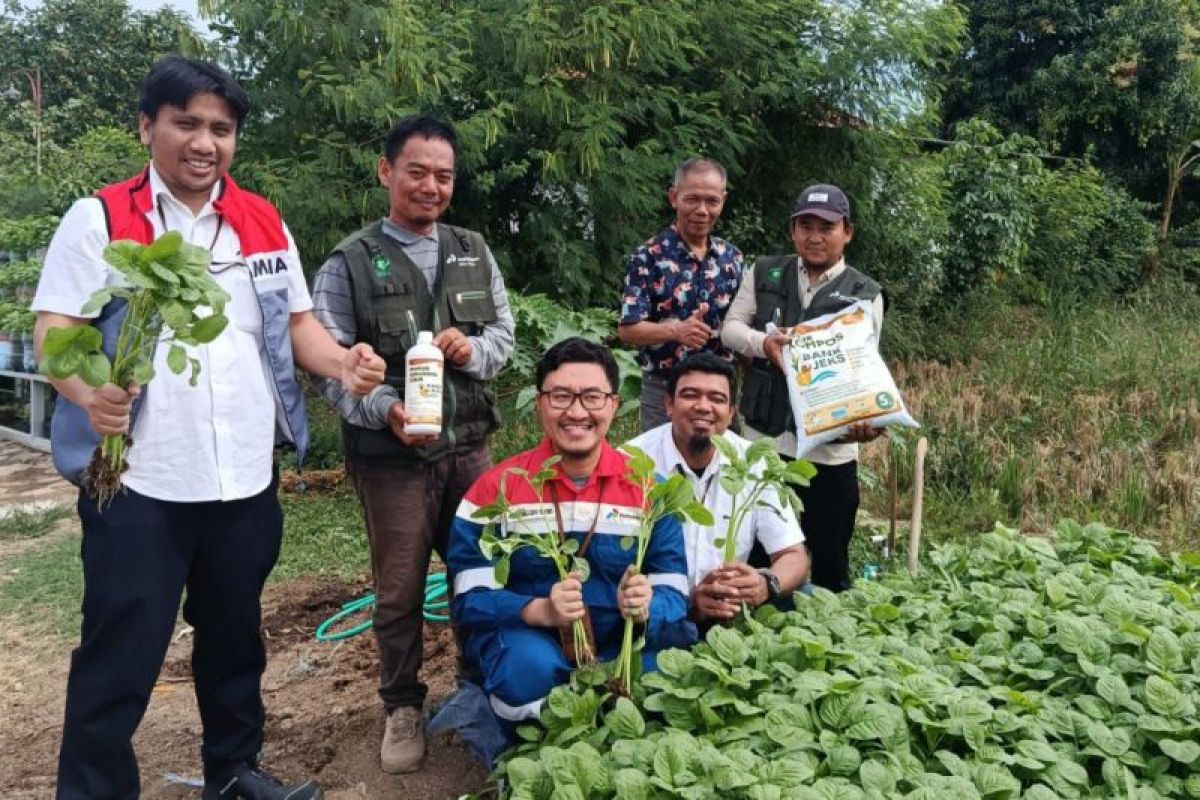 Pertamina Patra Niaga RJBB panen sayuran organik di FT Cikampek