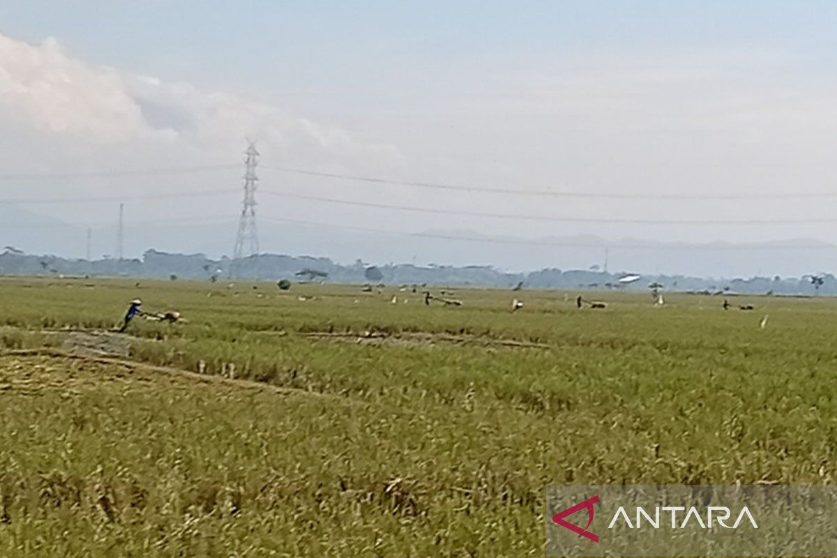 Dispertan Cilacap percepat musim tanam untuk jaga produksi pangan