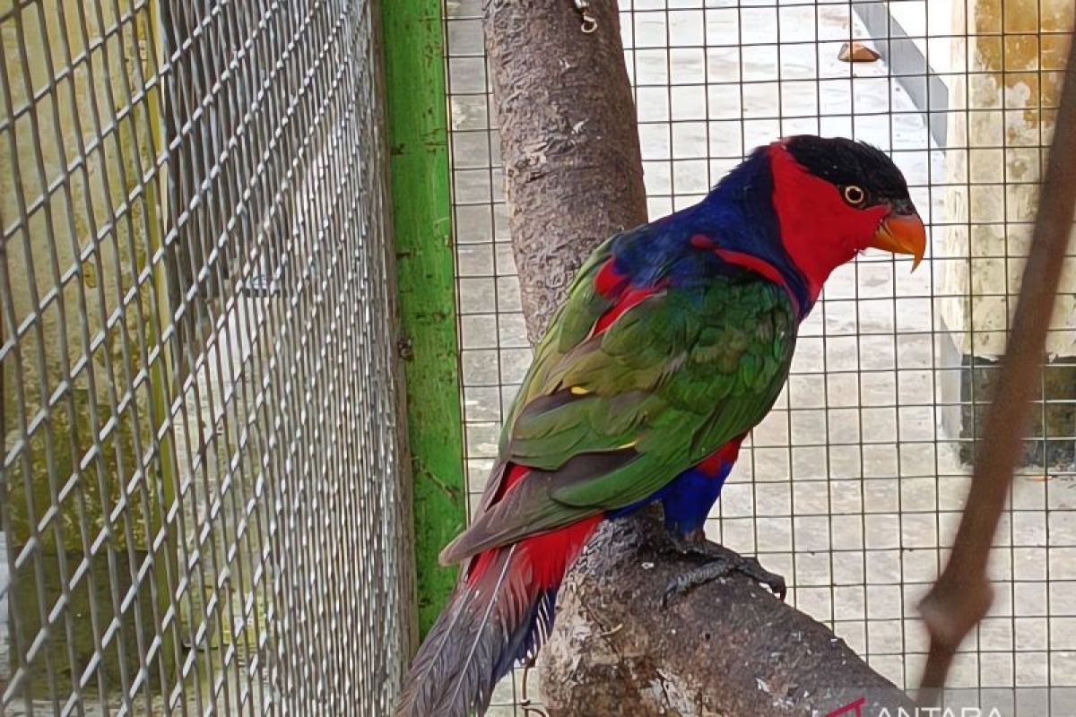 West Papua authorities seize eight black-capped lories on cargo ship