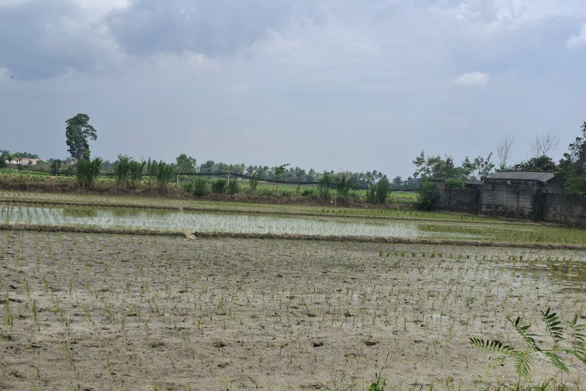 Lampung ajak petani terapkan pola tanam padi hemat air