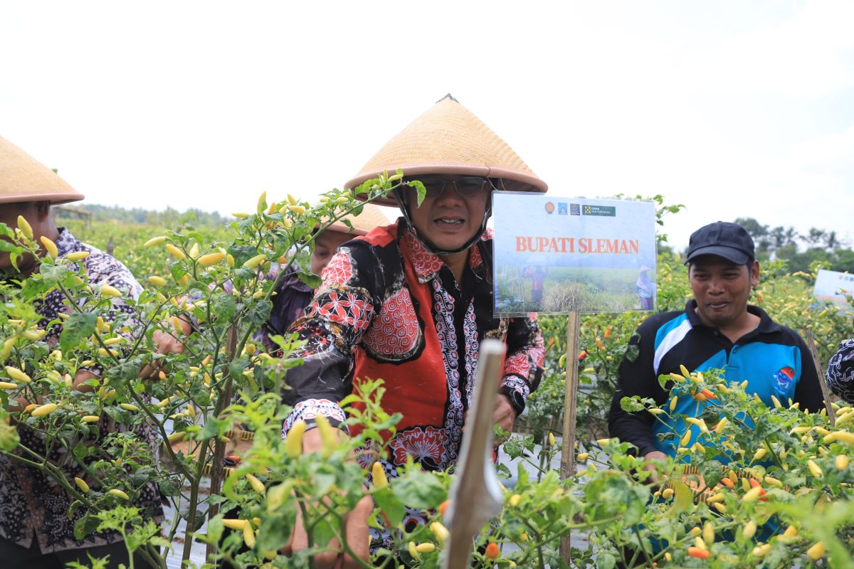 Masyarakat Banyurejo panen cabai-semangka program BKK Dana Keistimewaan DIY