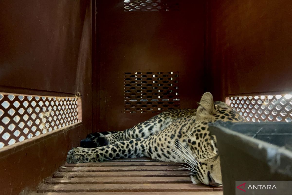 Kondisi macan tutul yang sempat masuk hotel di Bandung sudah sehat