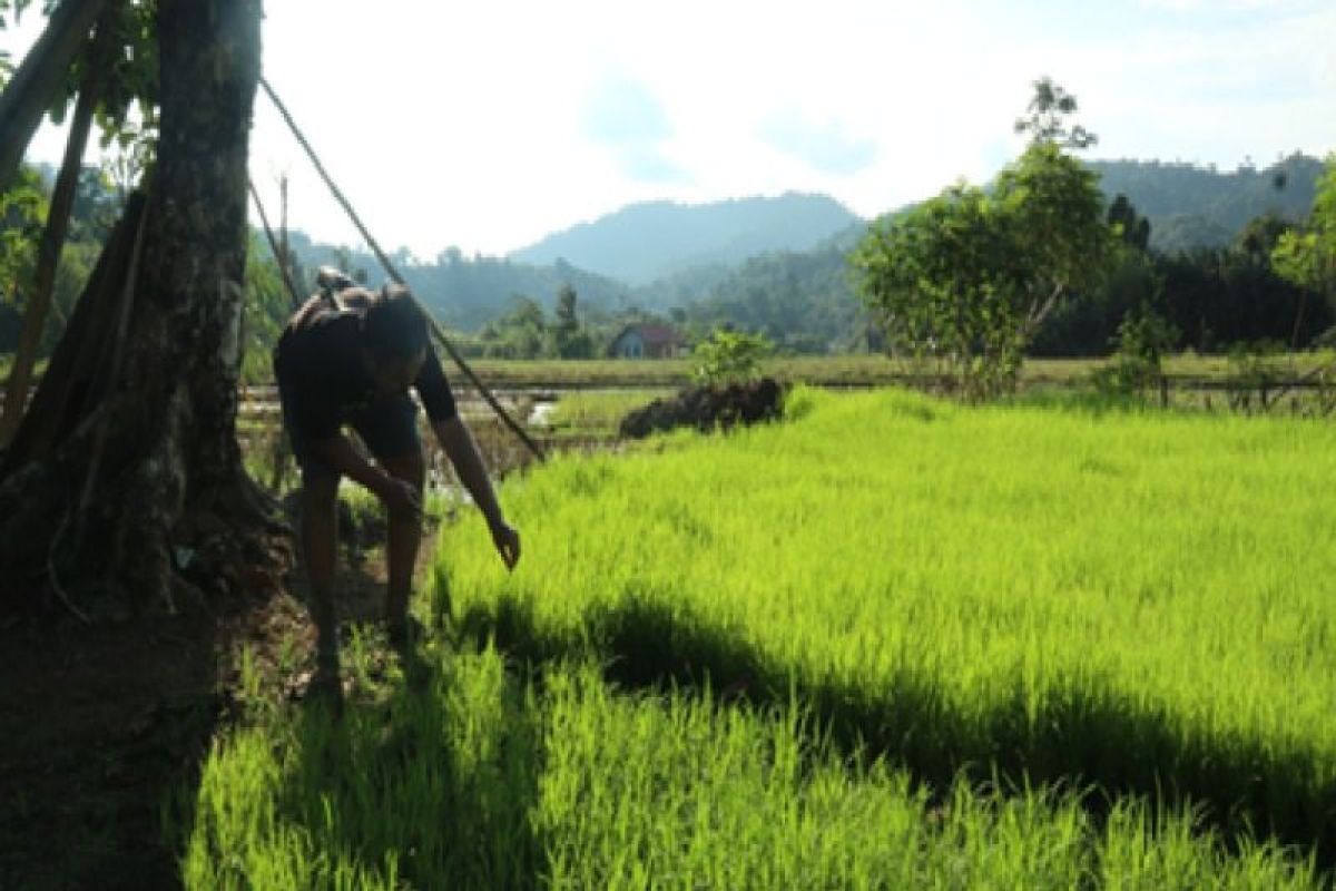Tradisi pengolahan gula aren, nafas yang menjaga hutan di Kampung Moncok