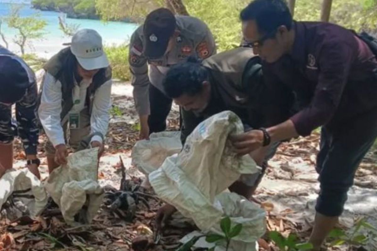 BKSDA Maluku melepasliarkan 18 ekor ketam kenari ke habitatnya di Tanimbar Selatan