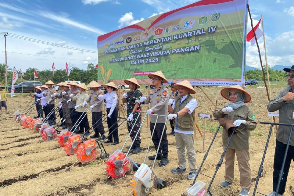 Produksi jagung Kalbar triwulan IV capai 111 ribu ton