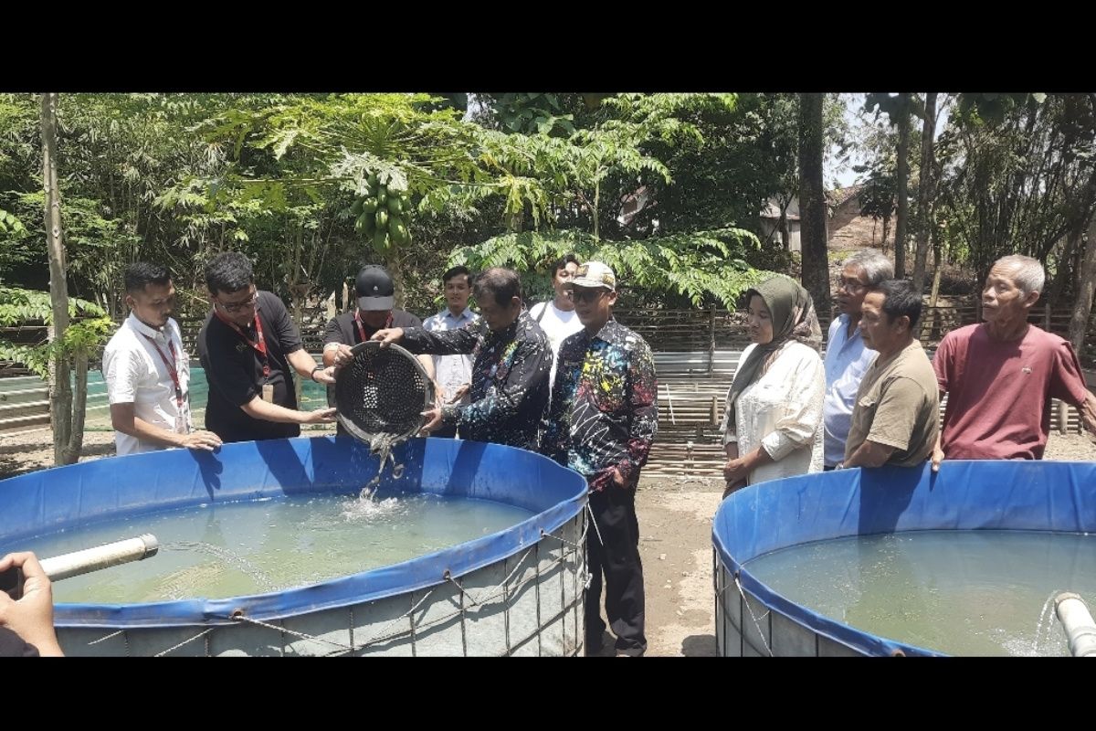 Alfamart fasilitasi pengembangan budidaya lele di Desa Penusupan