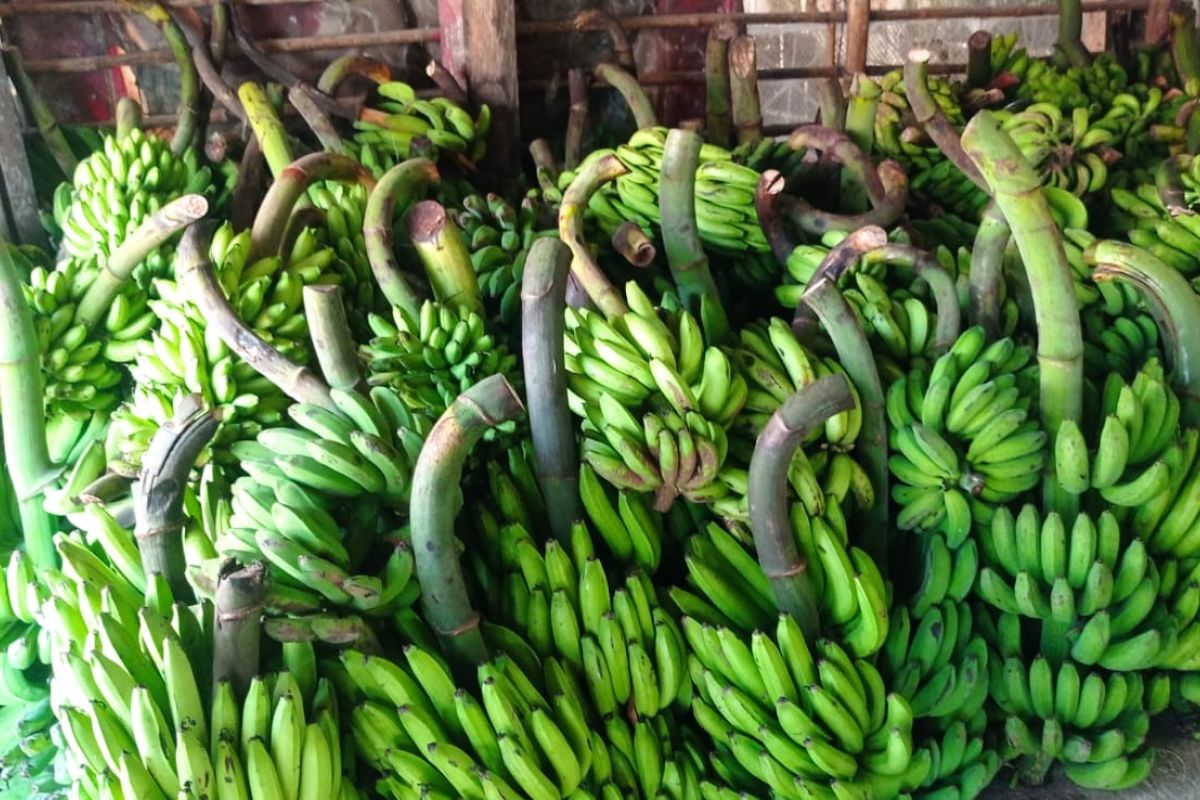 Ahli ungkap cara meningkatkan kesehatan jantung dan otak dengan pisang