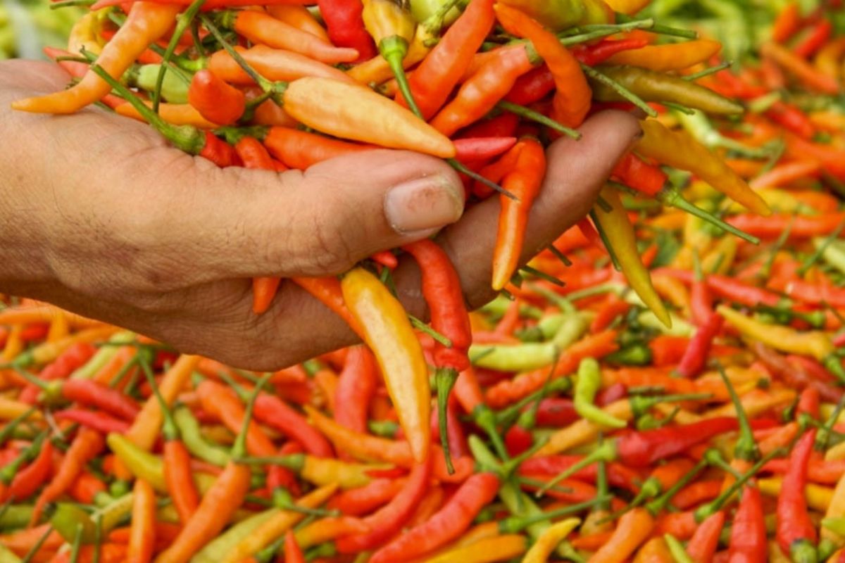 Jaga pasokan dan harga, Pemkab Lumajang bentuk kluster cabai