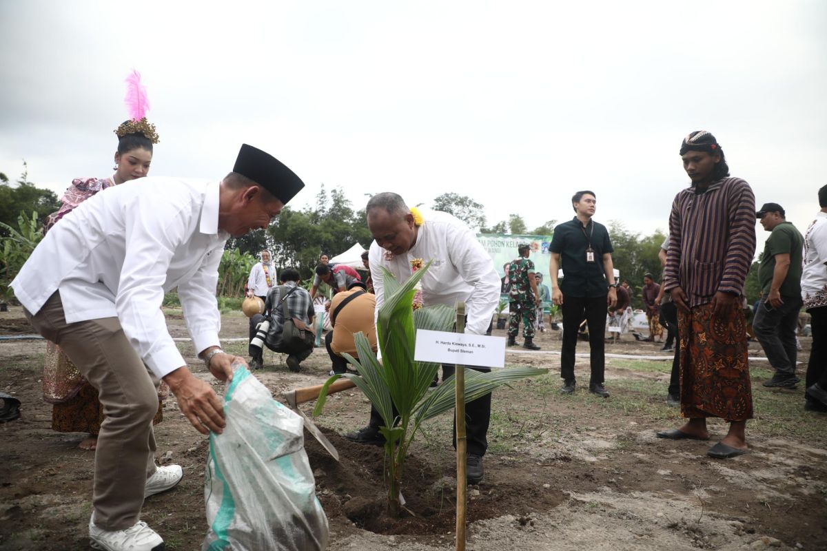 Bupati Sleman : Pengembangan kelapa genjah dapat membuka peluang usaha baru
