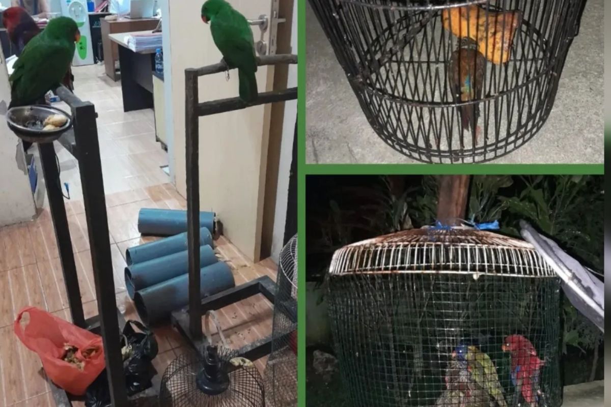 BKSDA Maluku terima penyerahan 13 satwa dilindungi dari masyarakat Seram Utara