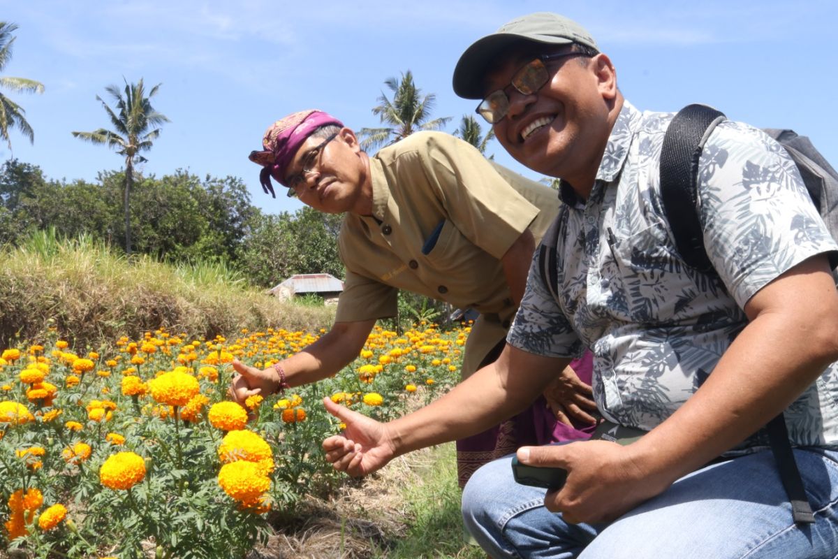 Akademisi Undiksha Singaraja Bali ciptakan pupuk dan pestisida nabati