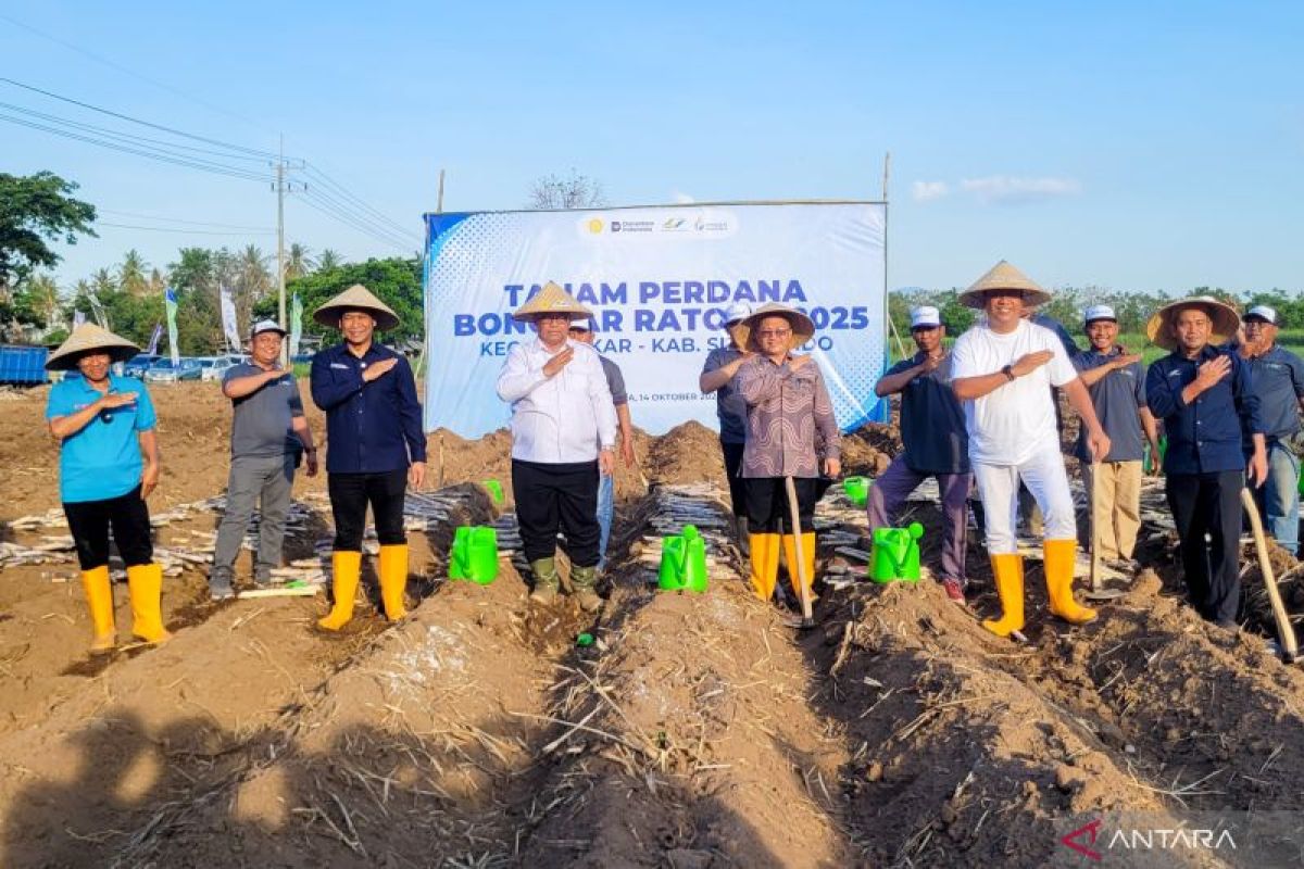 Kementerian Pertanian tanam perdana tebu bongkar ratoon di Situbondo