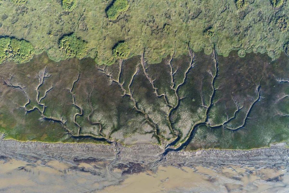Pemandangan cantik! Pola berbentuk pohon muncul di Sungai Qiantang