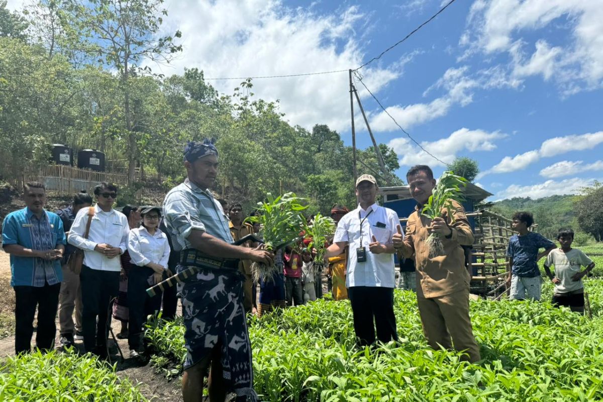 Program Electrifying Agriculture tumbuh 2,6 persen di Sumba