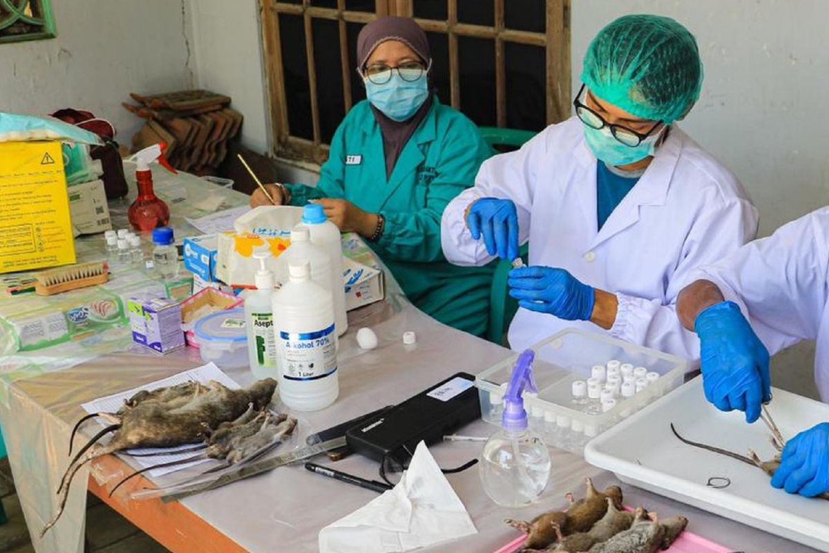 BRIN launches study to detect typhus-causing bacteria in Madiun rats