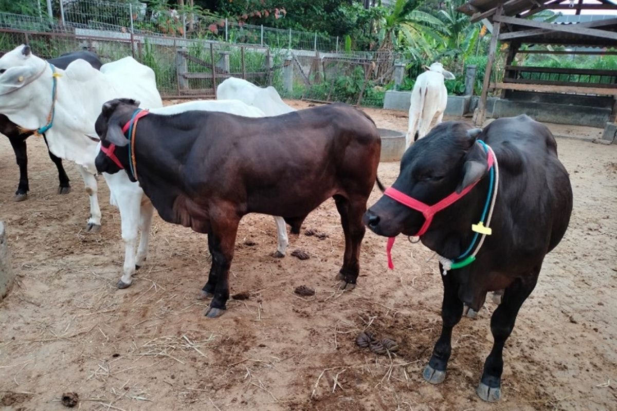 Bisa capai bobot 900 kg, ini fakta Sapi Gama hasil inovasi UGM