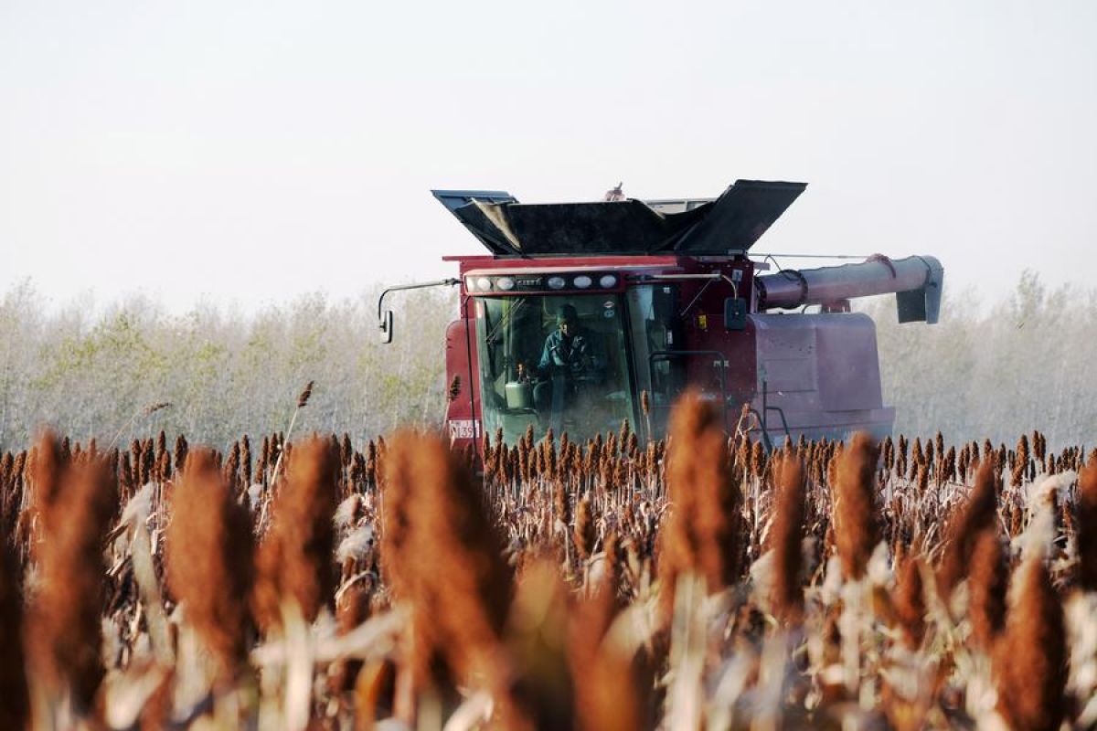 Swasembada Pangan China Berkontribusi pada Ketahanan Pangan Global