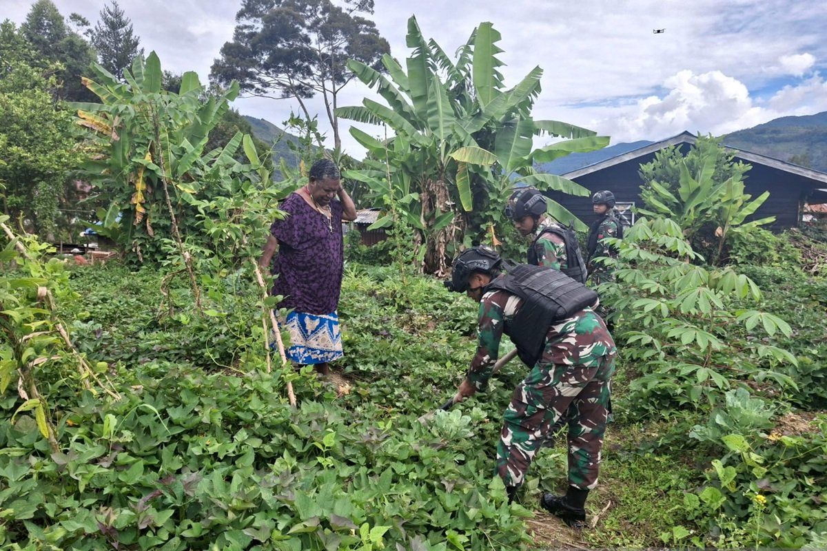 Satgas TNI Yonif 511/DY berikan edukasi bercocok tanam warga Karubaga