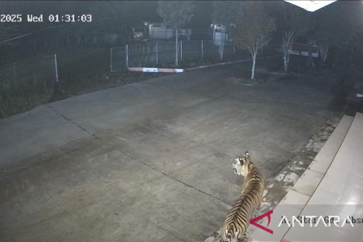 Harimau sumatera muncul di BRIN Agam, BKSDA Sumbar siaga satu (Video)