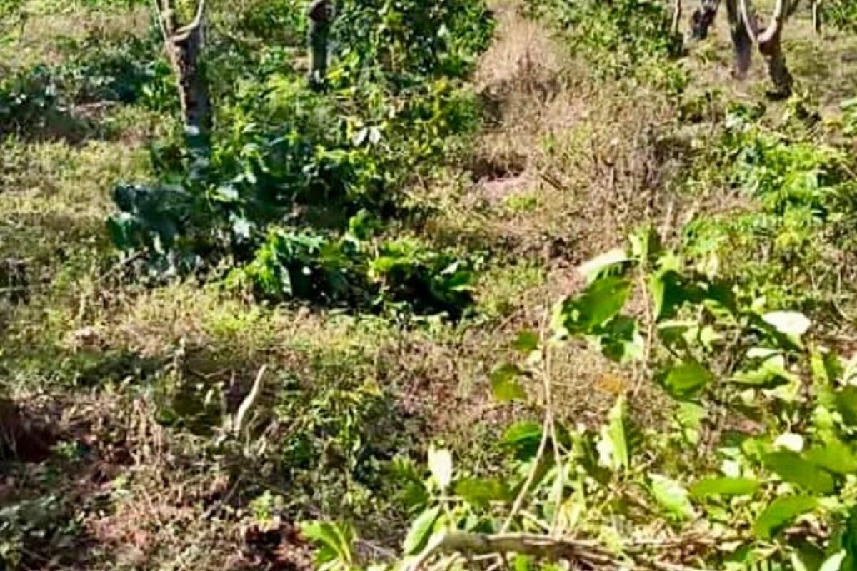 Pilu Petani Kopi, Kebun Dirusak OTK dan Terancam Kehilangan Sumber Rezeki