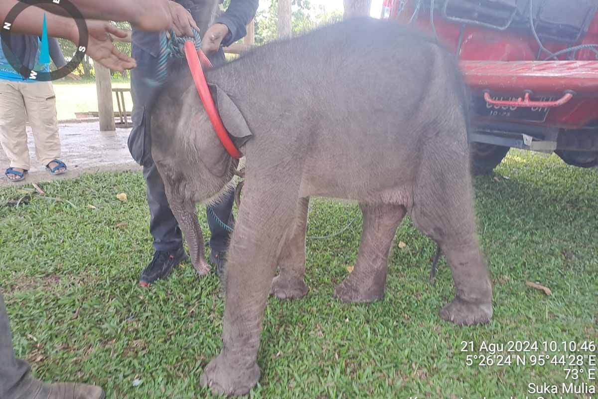 BKSDA: Bayi gajah Panton mati usai jalani perawatan intensif