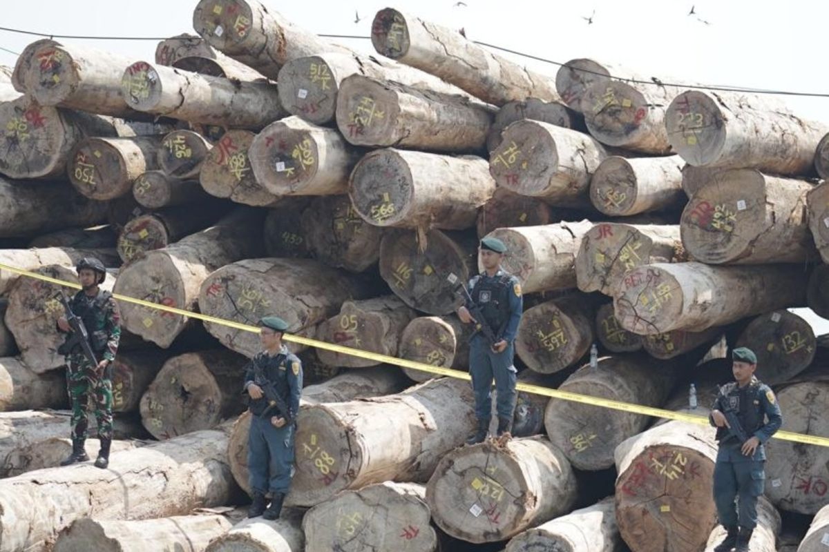 Indonesia shuts down massive illegal logging operation in Mentawai