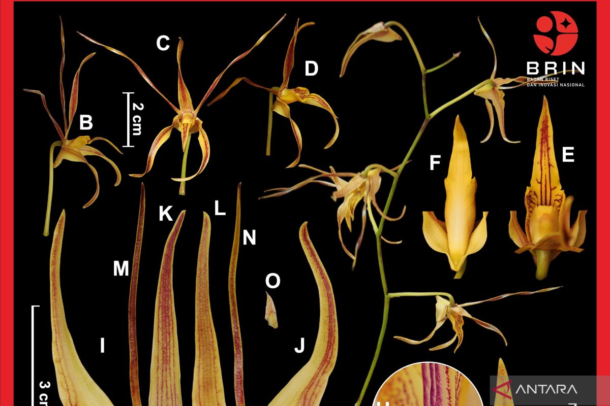 Two new orchid species discovered in West Papua's Raja Ampat