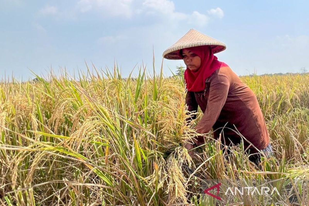 FAO serukan aksi kolektif penyediaan pangan sehat bagi masyarakat RI