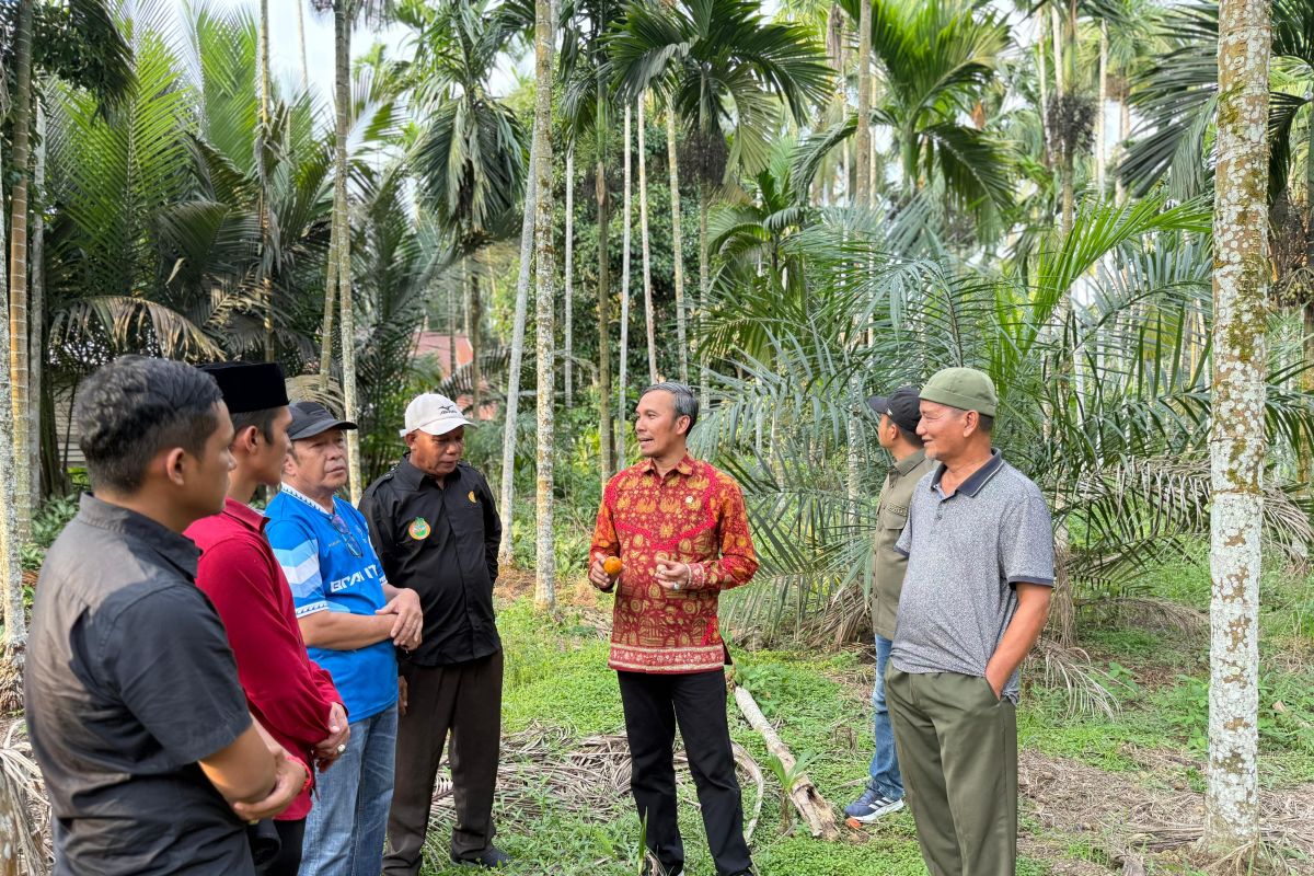Anggota DPR dorong pinang masuk komoditas strategis nasional
