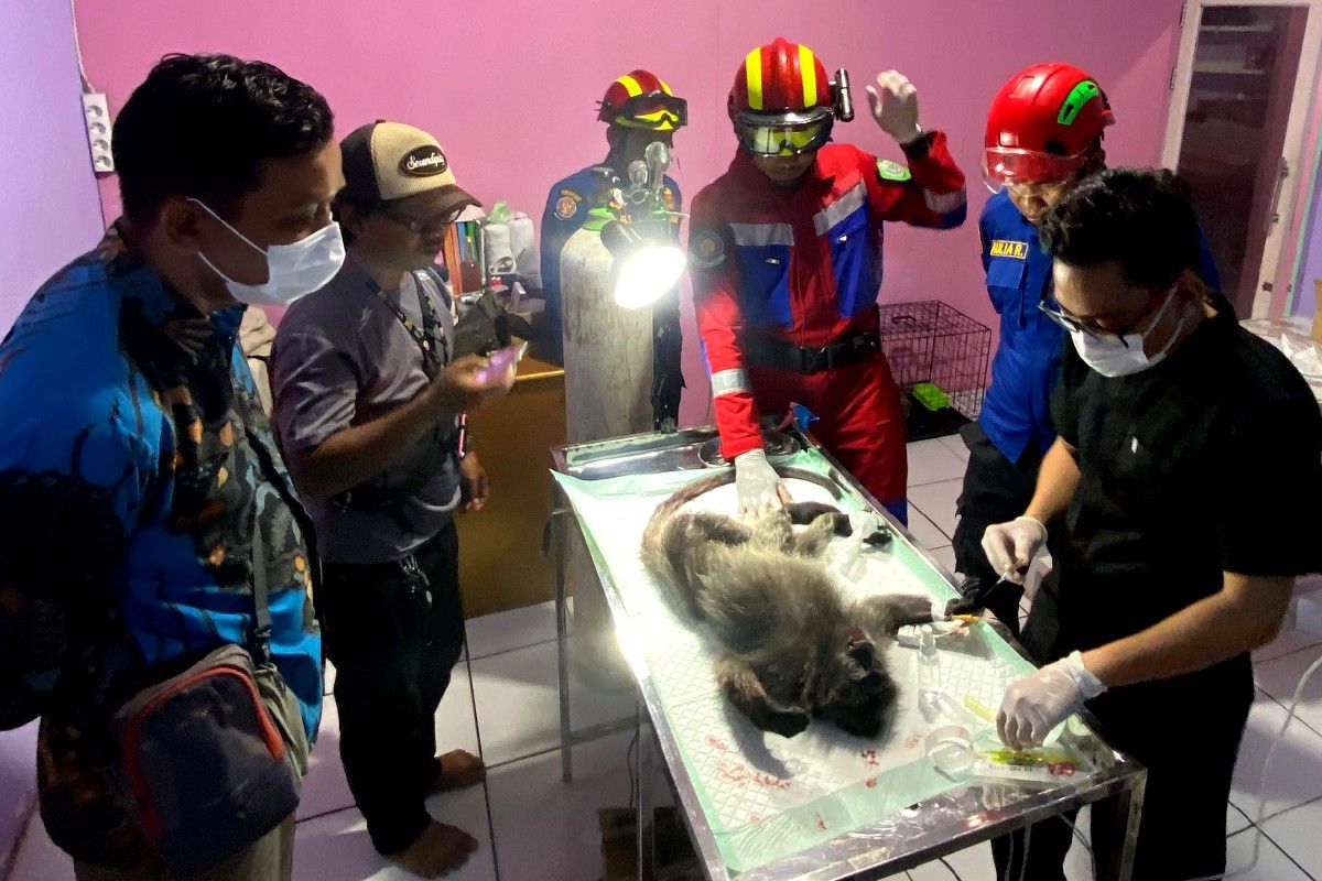 BKSDA Sampit terima seekor lutung dengan tubuh penuh luka