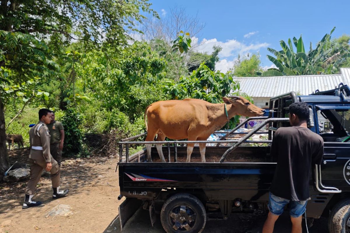 Pemkab Mabar meminta warga laporkan ternak berkeliaran di Labuan Bajo