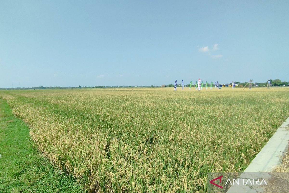 Optimalisasi lahan tingkatkan produksi padi dengan tanam tiga kali setahun di Demak