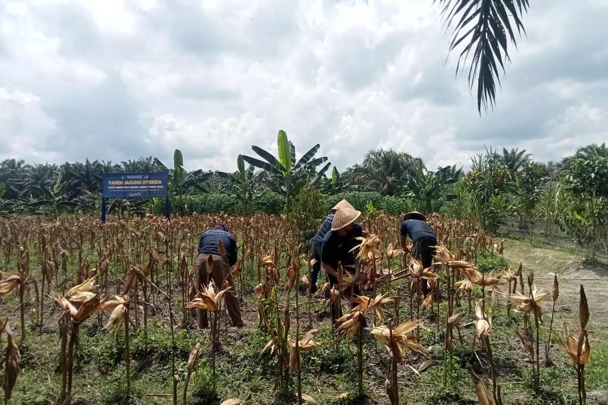 Ditjenpas Jambi gandeng Bulog serap jagung binaan Lapas Narkotika
