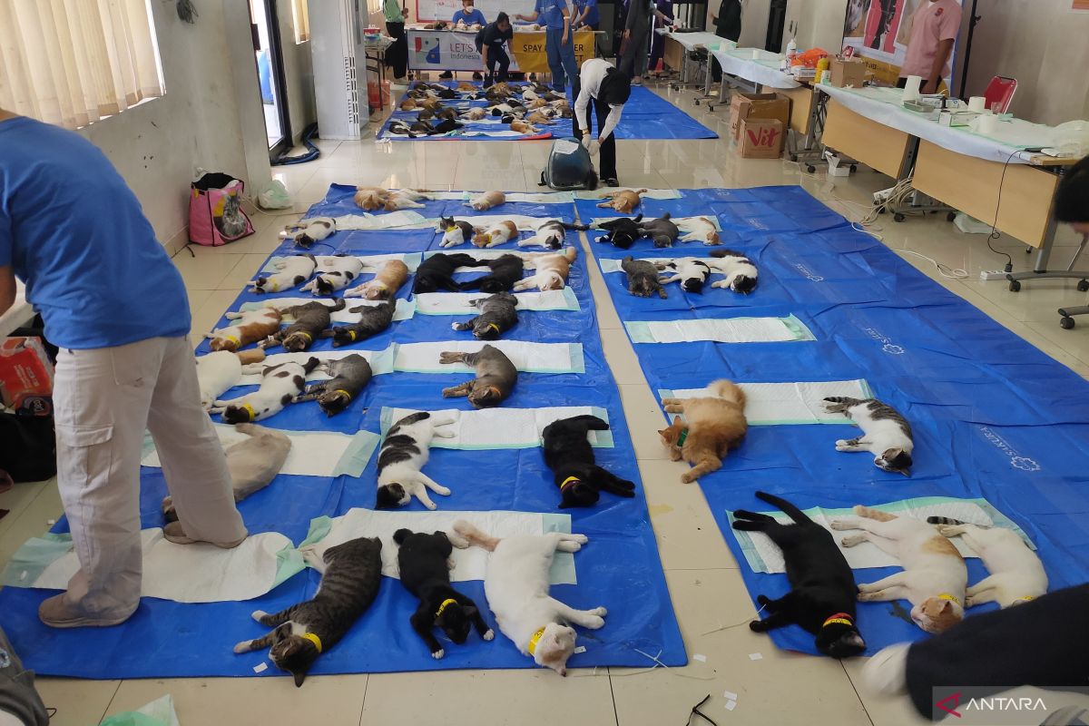 Kendalikan populasi, 125 kucing disterilisasi di Srengseng Jakbar