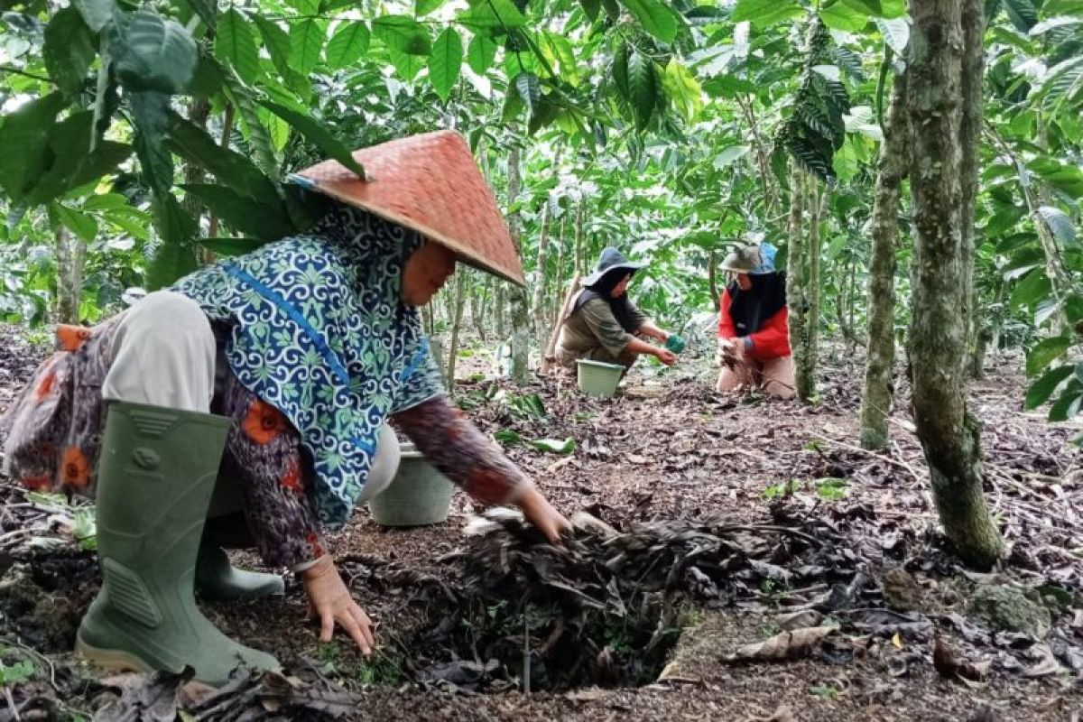 Kopi tangguh iklim bantu petani Kepahiang hasilkan panen berlipat