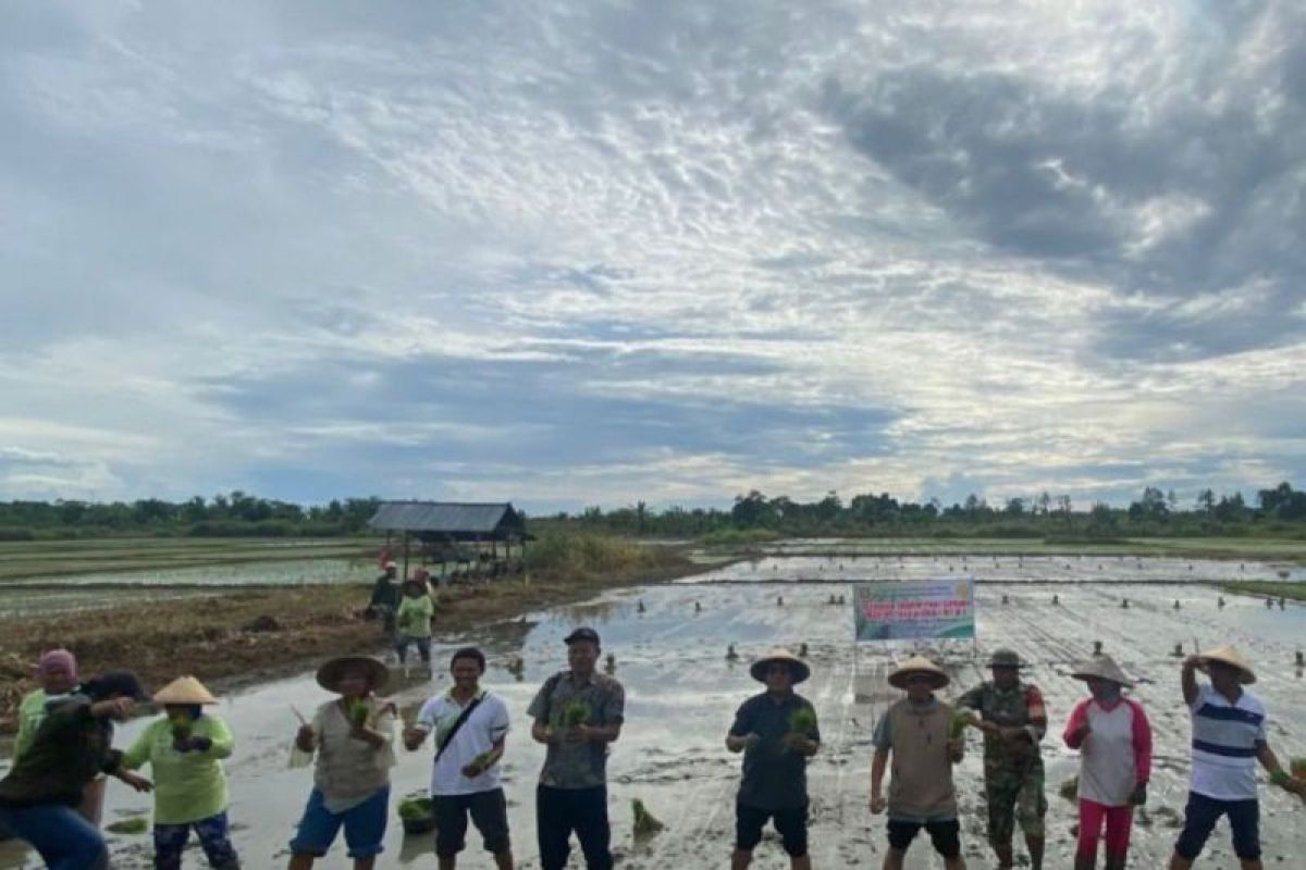 BRMP Maluku catat realisasi tanam padi di Maluku capai 65 persen dari target 2025