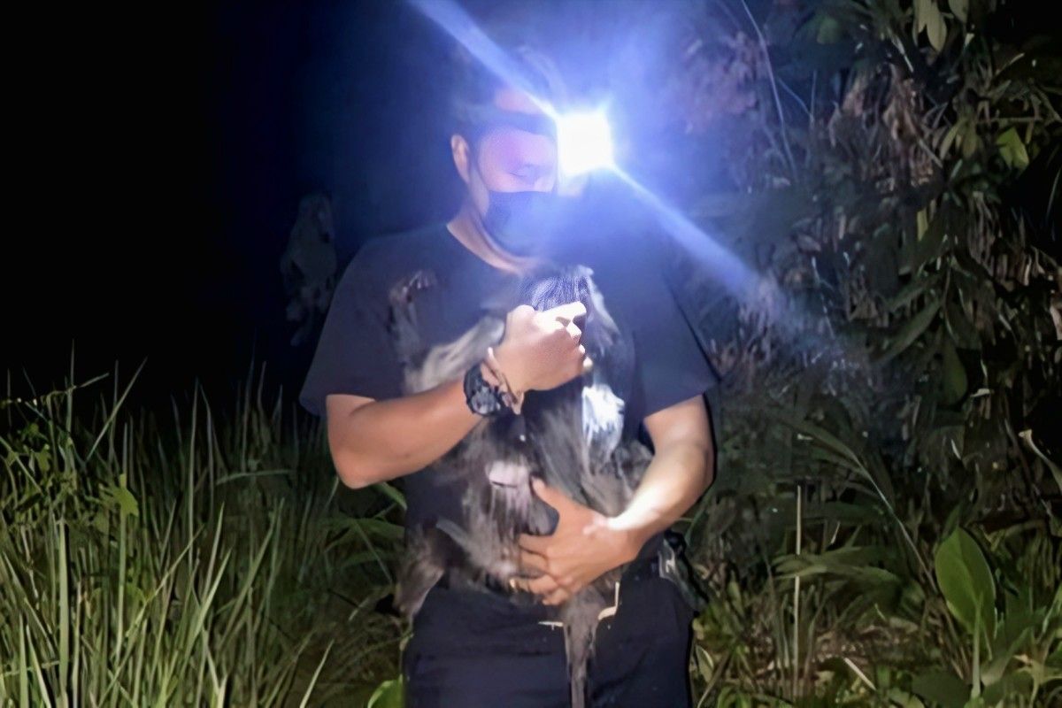 BKSDA Sampit lepas liarkan lutung diduga korban tabrak lari