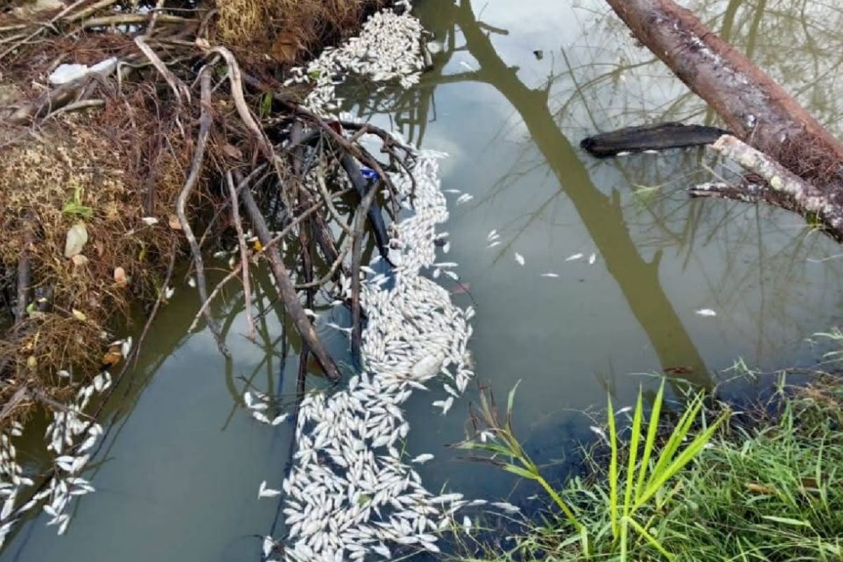Ribuan ikan mati di Aceh Jaya, diduga akibat limbah tambak udang vaname