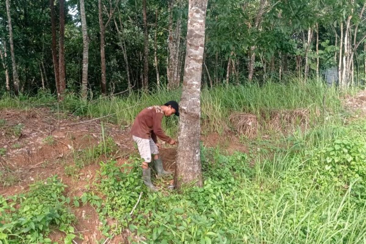 Harga getah karet di Lebak tembus Rp7.000 per kg