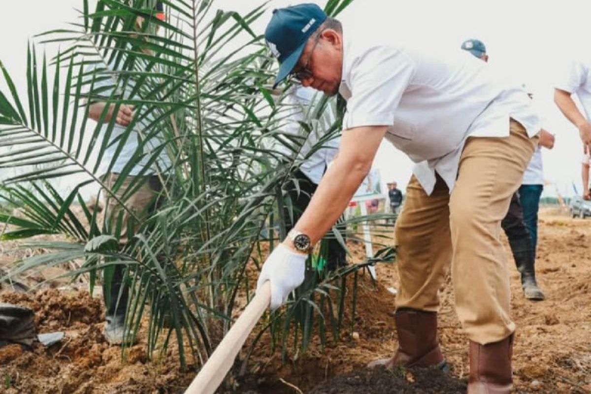 PTPN IV Regional III Remajakan 949,6 Ha Sawit Tua Demi Keberlanjutan Produksi