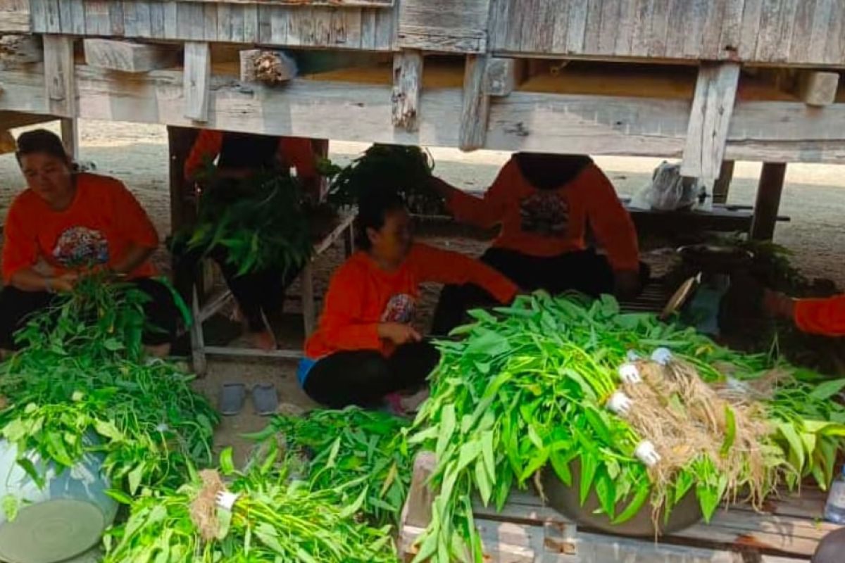 Kepulauan Seribu kembangkan pertanian perkotaan di Pulau Kelapa